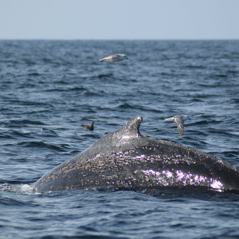 Humpback