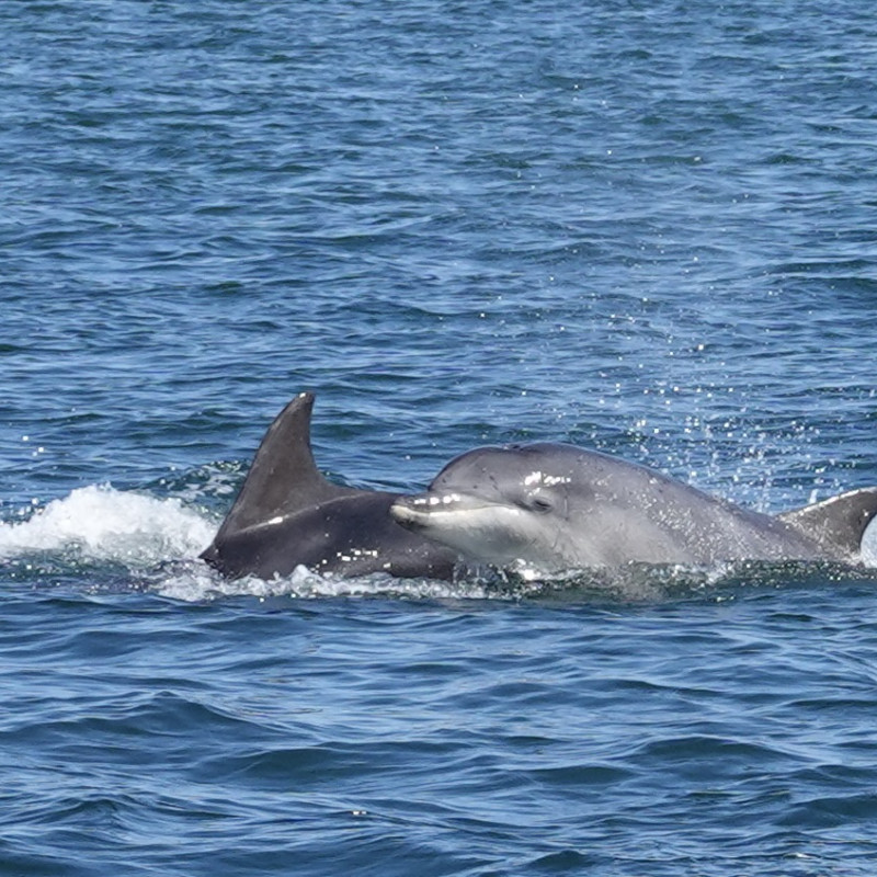 Dolphins Yorkshire